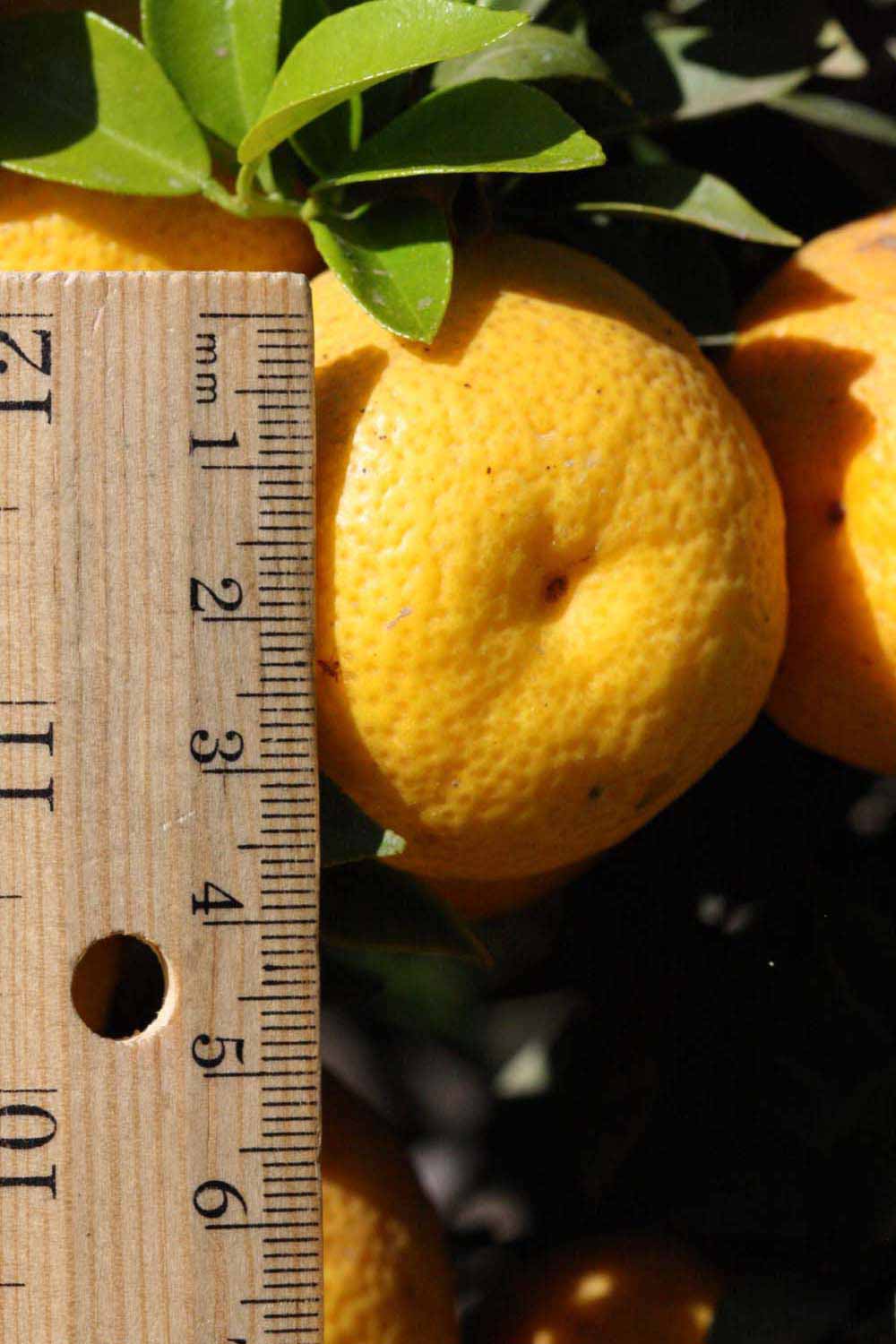            Fruit (Riverside, CA)   